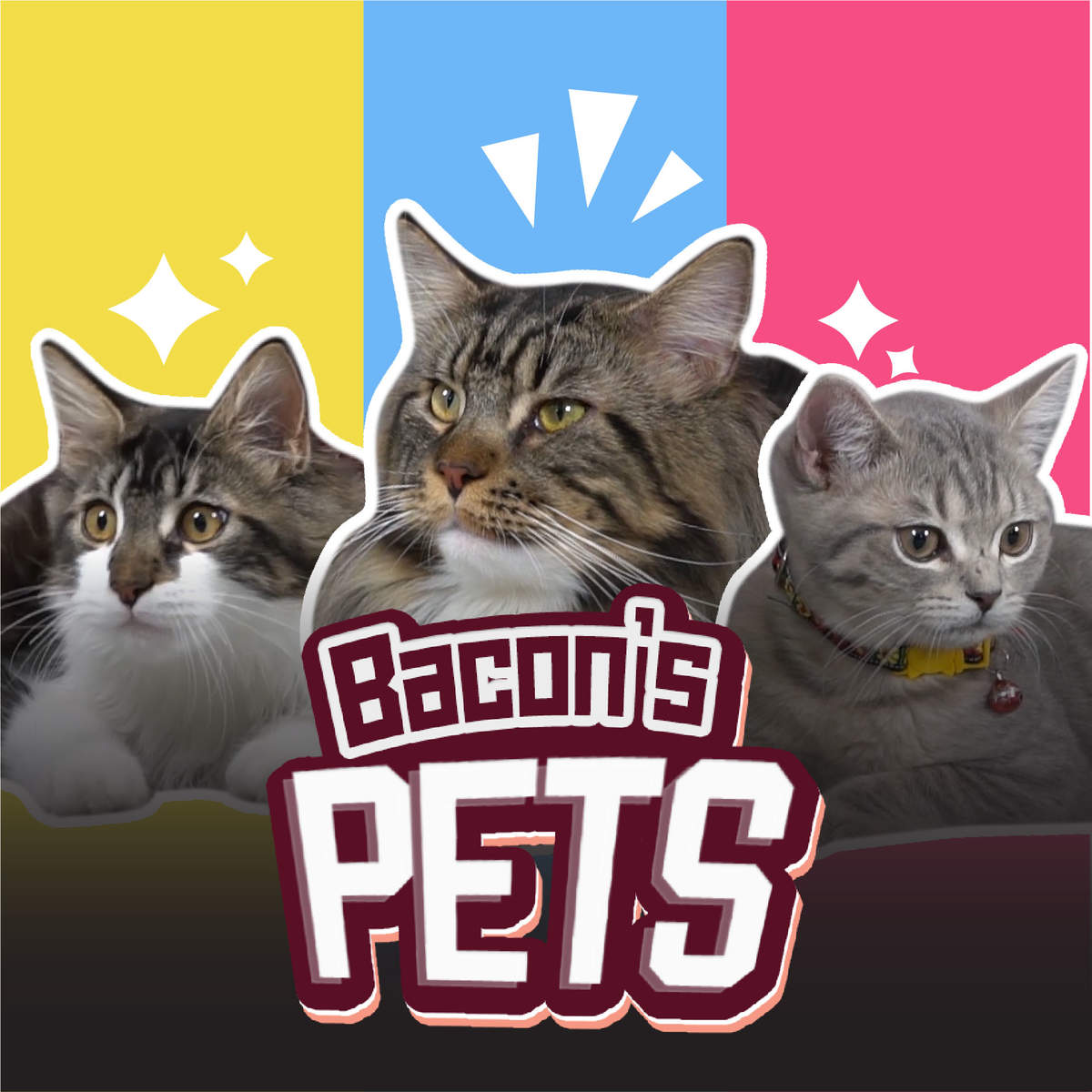 Bacon's Pet